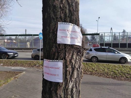 LEGIONOWO. Wytną czy przytną? Wycinka drzew na os. „Batory”