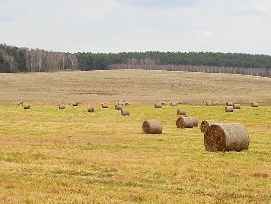 LEGIONOWSKI. Nawet 250 tys. zł na założenie biznesu na wsi