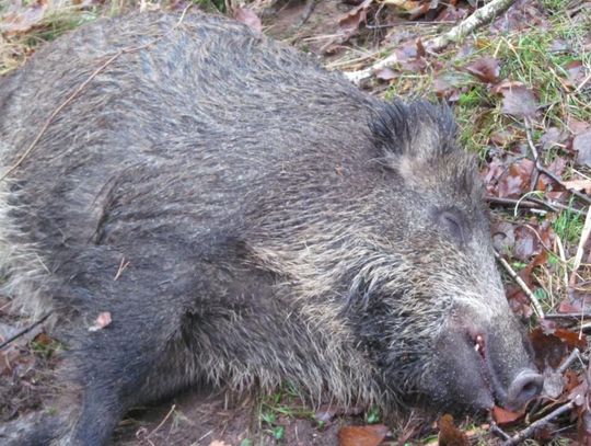 LEGIONOWSKI. Odstrzelą 111 dzików na terenie powiatu