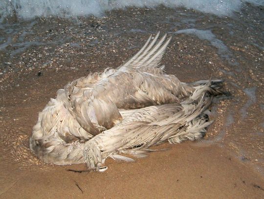 LEGIONOWSKI. Ptasia grypa H5N8 w powiecie! Komunikat Powiatowego Lekarza Weterynarii
