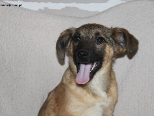LUCY - Nie kupuj, adoptuj!