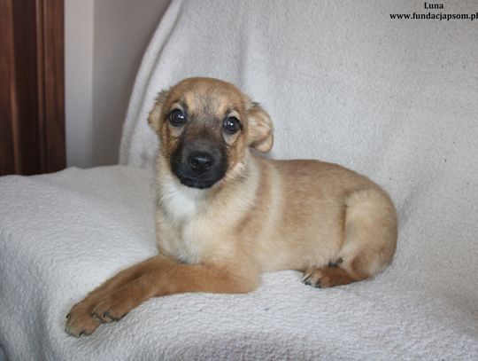 LUNA - Nie kupuj, adoptuj!