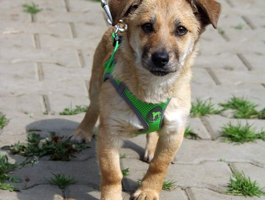 MAJÓWKA - Nie kupuj, adoptuj!