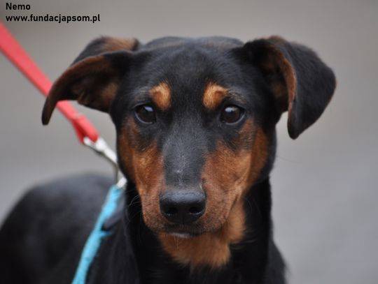 NEMO - Nie kupuj, adoptuj!