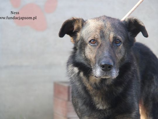 NESS - Nie kupuj, adoptuj!