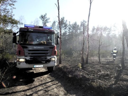 NIEPORĘT. 11 zastępów gasiło pożar lasu