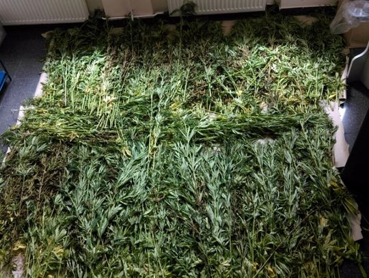 NIEPORĘT. Kolejna plantacja marihuany. Zabezpieczono 805 krzaków konopi