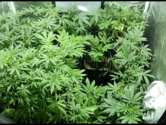 NIEPORĘT. Plantacje marihuany w Nieporęcie i Piasecznie. Zatrzymano 55-letnią plantatorkę