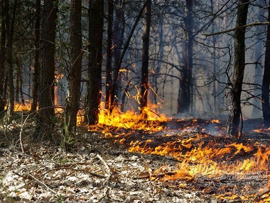 NIEPORĘT. Pożar części samochodowych w lesie w Wólce Radzymińskiej
