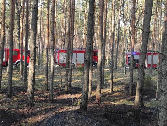 NIEPORĘT. Pożar lasu w Beniaminowie
