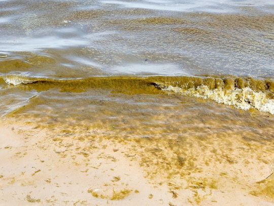 NIEPORĘT. Zakaz kąpieli na Dzikiej Plaży. Pojawiły się sinice