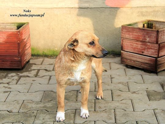 NOKS - Nie kupuj, adoptuj!