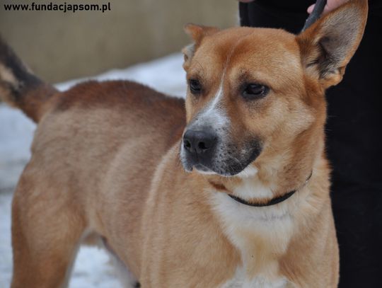NORBI - Nie kupuj, adoptuj!