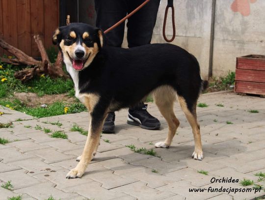 ORCHIDEA - Nie kupuj, adoptuj!