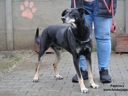 PANKRACY - Nie kupuj, adoptuj!