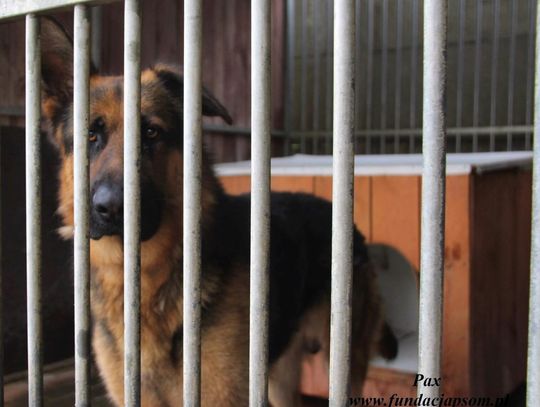 PAX - Nie kupuj, adoptuj!