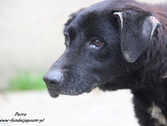PERRO - Nie kupuj, adoptuj!