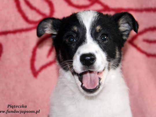 PIĄTECZKA - Nie kupuj, adoptuj!
