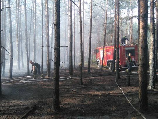 Płonęło pół hektara lasu