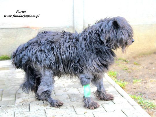 PORTER - Nie kupuj, adoptuj!