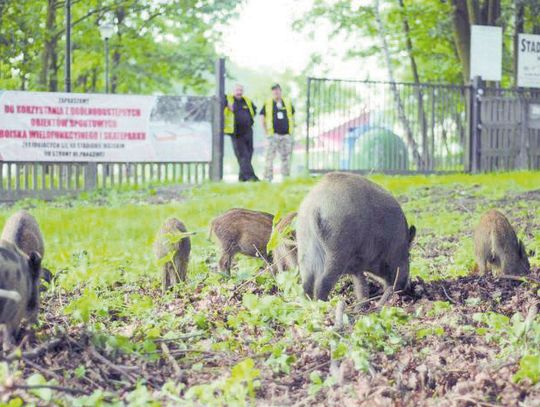 POWIAT. Hordy grasujących dzików