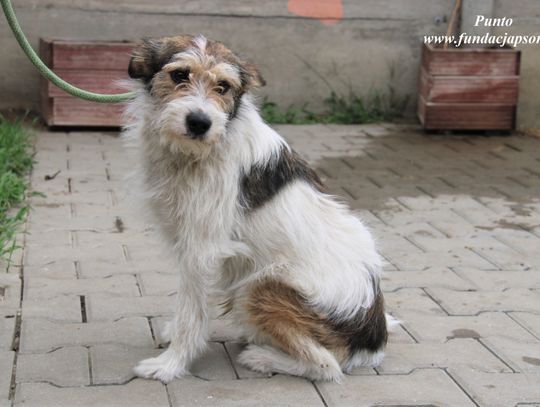 PUNTO - Nie kupuj, adoptuj!