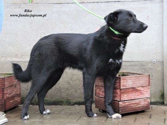 RIKO - Nie kupuj, adoptuj!