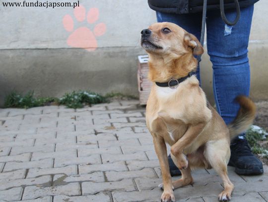 RUDZIK - Nie kupuj, adoptuj!