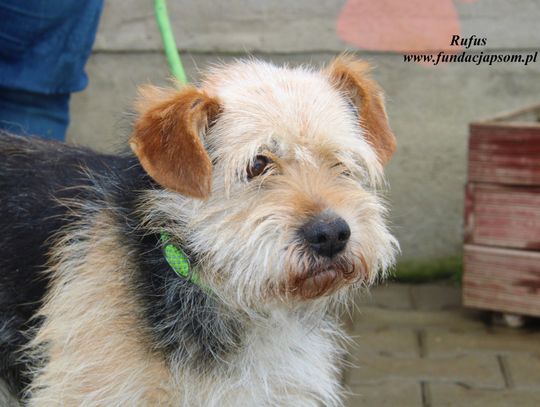 RUFUS - Nie kupuj, adoptuj!