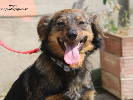 SASZKA - Nie kupuj, adoptuj!