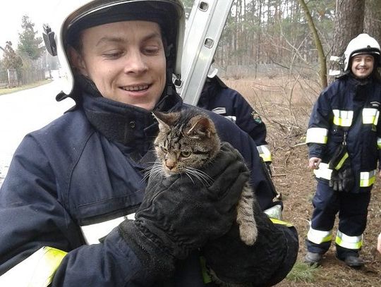 SEROCK.  Bobry i kot przyczyną interwencji