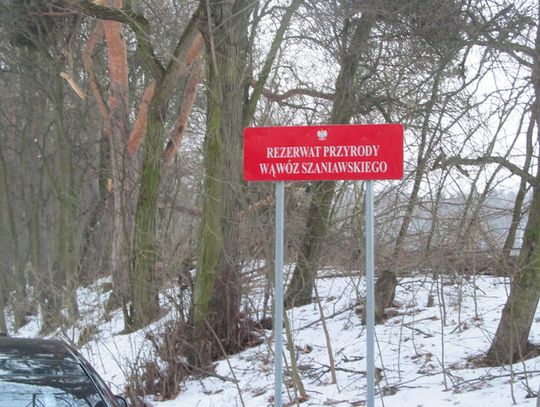 SEROCK. Burmistrz zezwolił na wycinkę 67 drzew