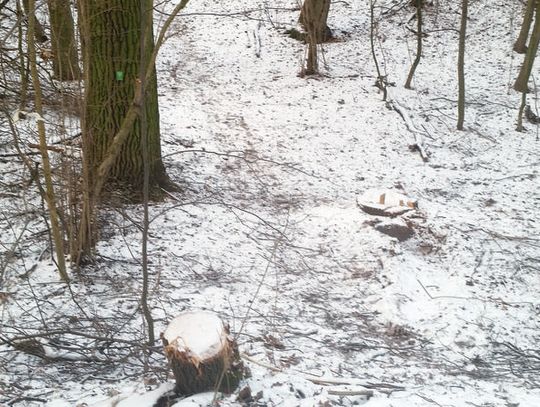 SEROCK. Dewastacja w Wąwozie Szaniawskiego