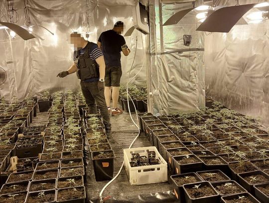 SEROCK. Gigantyczna plantacja narkotyków pod Jachranką
