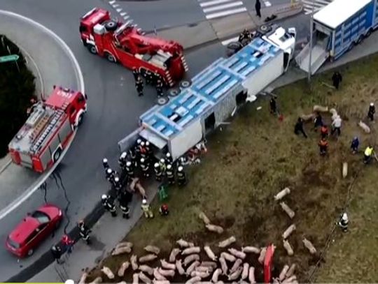 SEROCK. Wypadek w Wierzbicy! Wywróciła się ciężarówka z prosiakami [GALERIA]