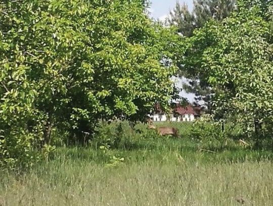 SEROCK. Zabłąkany jelonek