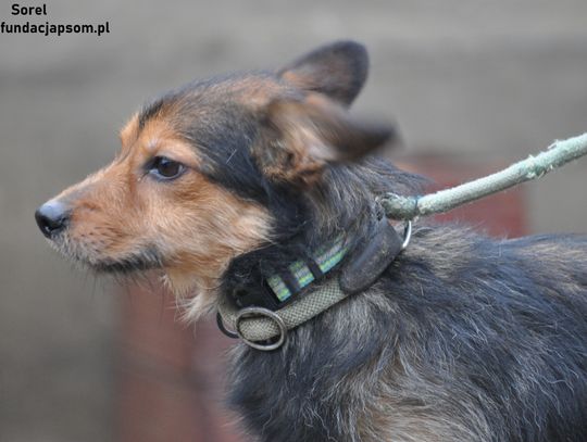 SOREL - Nie kupuj, adoptuj!