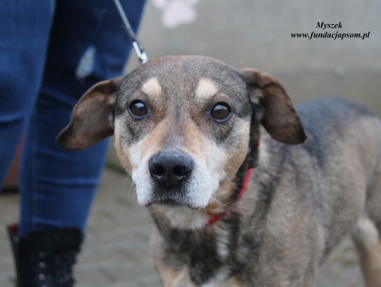 SPOKOJNY MYSZEK - Nie kupuj, adoptuj!