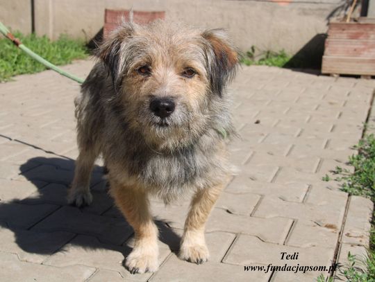 TEDI – Nie kupuj, adoptuj!