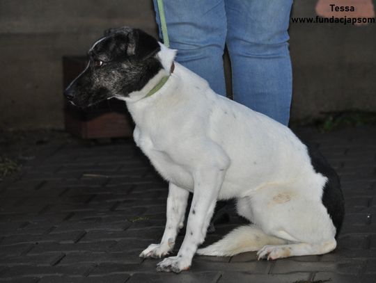 TESSA - Nie kupuj, adoptuj!