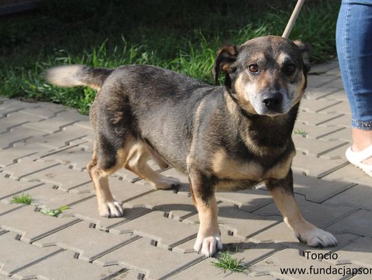TONCIO - Nie kupuj, adoptuj!