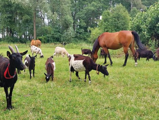 Tym razem opowiem o… miłości i przyjaźni ze zwierzętami