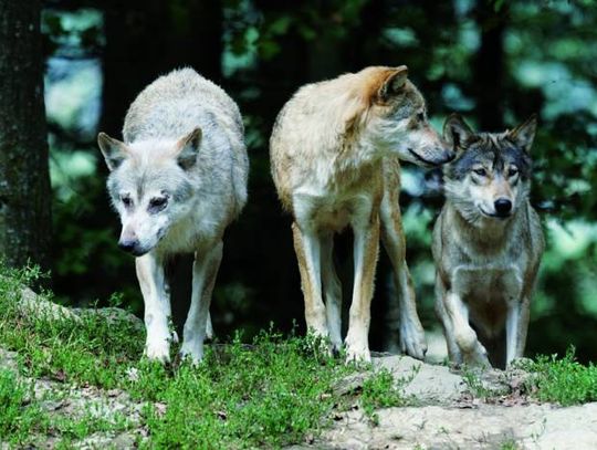 Uwaga: Wilki atakują