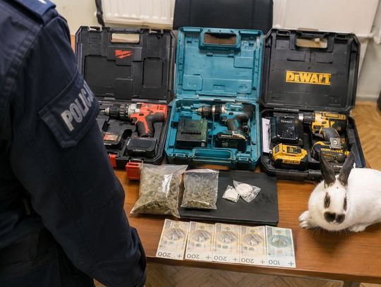 Włamanie do mercedesa, narkotyki i rasowy królik. Policja zatrzymała 19-latkę