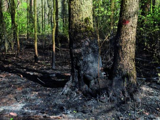 ZA MIEDZĄ.  Pożar strawił 15 hektarów Puszczy Kampinoskiej