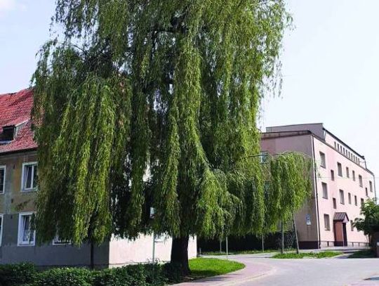 ZA MIEDZĄ: Wojna o drzewa