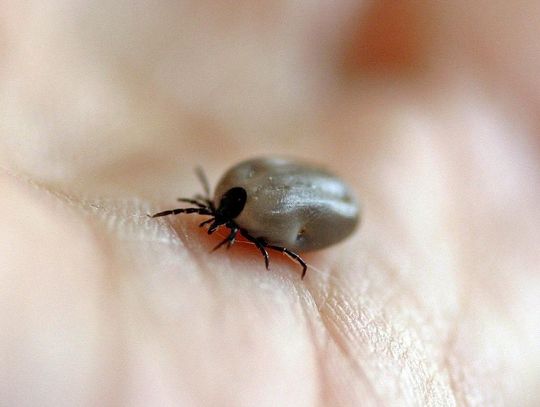ZDROWIE. Kleszcze przenoszą groźne choroby; warto stosować profilaktykę