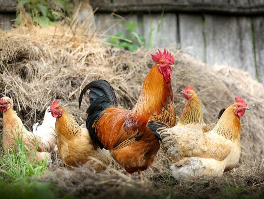 ZDROWIE. Konsumentom mięsa drobiowego nie grozi żadne niebezpieczeństwo