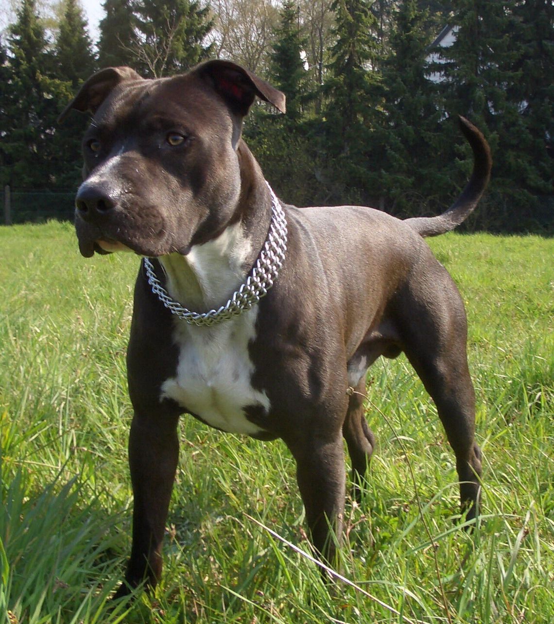 Amstaff pogryzł mężczyznę na Osiedlu Piaski. Policja i Powiatowy Inspektorat Weterynarii w Nowym Dworze Mazowieckim bada sprawę ataku amstaffa Amstaff pogryzł mężczyznę na Osiedlu Piaski. Policja i Powiatowy Inspektorat Weterynarii w Nowym Dworze Mazowieckim bada sprawę ataku amstaffa