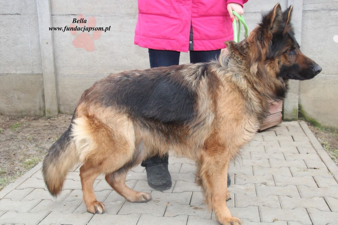 BELLA - Nie kupuj, adoptuj!
